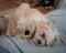 Havanese dog is relaxing with his best friend