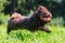 Havanese dog running on the meadow