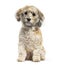 Havanese dog sitting in front of white background