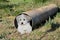 Havanese dog sitting in a  sewer pipe