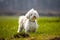 Havanese dog standing in the meadows
