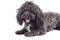 Havanese dog standing on a white background