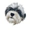 Havanese, Havanese Cuban Bichon, Havaneser dog digital art illustration isolated on white background. Cuba origin bichon type toy