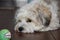 Havanese  keeps an eye on  his favorite toy