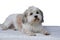 Havanese  lies bored on a mattress