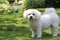 Havanese Pet Dog On Shady Back Yard Lawn