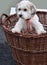 Havanese puppy climbed into an old wicker basket