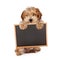 Havanese puppy holding blank chalk board sign