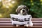 Havanese puppy sits in the garden and reads the newspaper