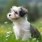 Havanese puppy sitting on the green meadow in summer green field. Portrait of a cute Havanese pup sitting on the grass with a