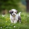 Havanese puppy standing on the green meadow in summer green field. Portrait of a cute Havanese pup standing on the grass with a