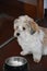 Havanese puppy wants to have more food