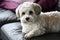 Havanese resting on the couch