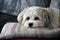 Havanese resting on the couch