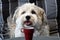 Havanese secretly drinks coffee