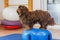 Havanese sits on a trainings device in an animal physiotherapy office