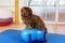 Havanese sits on a trainings device in an animal physiotherapy office