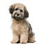 Havanese sitting