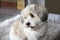 Havanese sitting on white plush blanket