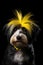 Havanese with a yellow mohawk on his head on a black background