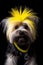 Havanese with a yellow mohawk on his head on a black background