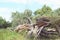 Havel river landscape with dead willow tree. storm damage. vintage retouch