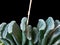 Havortia Fruncata Plant, Last Year`s Dried Arrows from Peduncles Are Visible, Macro Photography, Isolated On Black Background