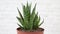 The Havortia plant Lat. Haworthia with green narrow prickly leaves in a clay pot rotates isolated on a white background.