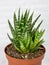 The Havortia plant Lat. Haworthia with green narrow prickly leaves in a clay pot on a white wall background. Flora home indoor