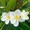 Hawaian flower frangipani plumeria