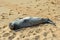 Hawaii baby Monk Seal