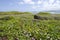 Hawaii Beach with Purple Pohuehue Flowers