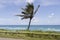 Hawaii Cliffside Palm Tree