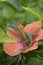 Hawaii Green Lizard And Hibiscus