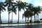 Hawaii. Green, tall palms by the ocean.