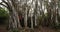 Hawaii nature - Woman sitting in banyan tree during hike on Oahu Hawaii