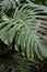 Hawaii plants