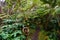 Hawaii Rainforest Treehouse Detail