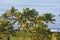 Hawaii shore- beautiful palms with Pacific ocean