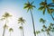 Hawaii tall palm trees with sun flare against blue sky summer travel background USA vacation