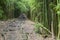 Hawaiian Bamboo Forest, Maui