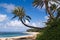 Hawaiian beach and palms