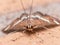 Hawaiian Beet Webworm Moth (Spoladea Recurvalis) Close up