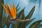 Hawaiian Bird of Paradise Flower strelitzia