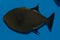 Hawaiian Black Triggerfish