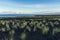 Hawaiian coastline, Big island. Grass tufts in lava rock in foreground. Pacific ocean, Mauna Kea in distance.