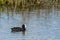 Hawaiian Coot swimming in the Kealia Pond National Wildlife Refugei in Hawaii