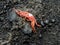 Hawaiian Crab Baked by Sun on Maui Island Volcanic Rocks