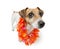 Hawaiian Cute Dog