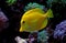 Hawaiian fish Yellow Tang - Zebrasoma flavescens